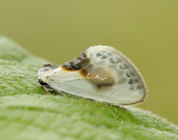 65.007 BF1651 Chinese Character Cilix glaucata