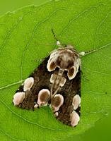65.008 BF1652 Peach Blossom Thyatira batis