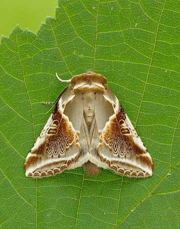 65.009 BF1653 Buff Arches Habrosyne pyritoides