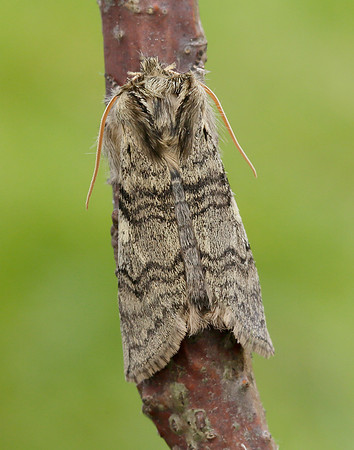 65.016 BF1659 Yellow Horned Achlya flavicornis