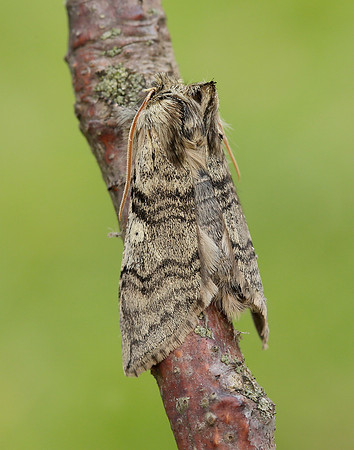 65.016 BF1659 Yellow Horned Achlya flavicornis
