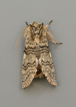 65.016 BF1659 Yellow Horned Achlya flavicornis