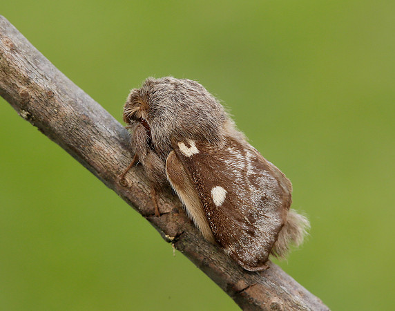 66.005 BF1633 Small Eggar Eriogaster lanestris