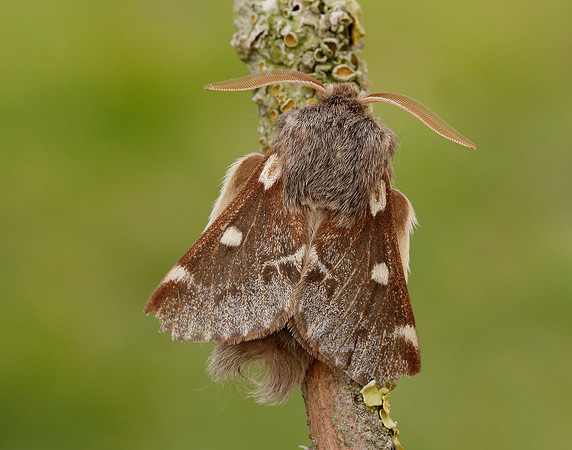 66.005 BF1633 Small Eggar Eriogaster lanestris