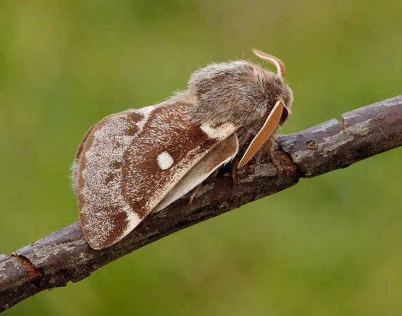 66.005 BF1633 Small Eggar Eriogaster lanestris