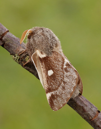 66.005 BF1633 Small Eggar Eriogaster lanestris