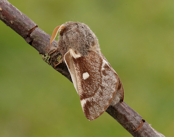 66.005 BF1633 Small Eggar Eriogaster lanestris