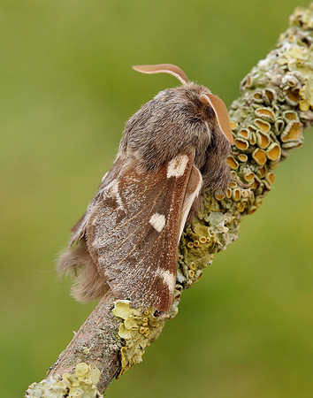66.005 BF1633 Small Eggar Eriogaster lanestris