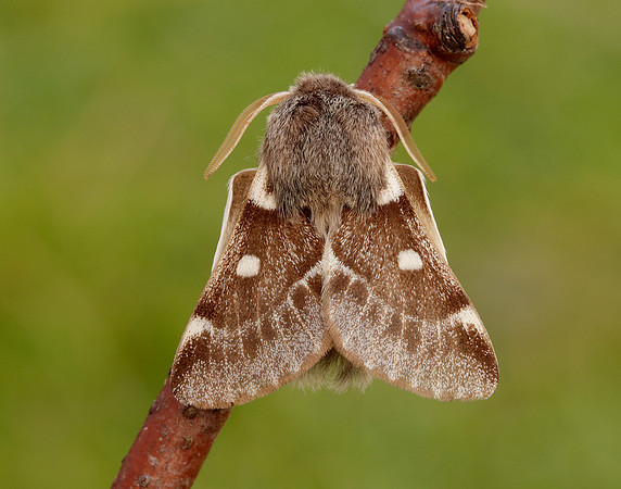 66.005 BF1633 Small Eggar Eriogaster lanestris