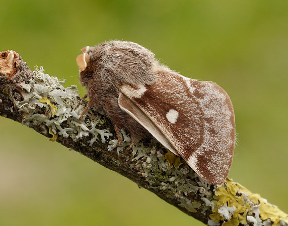 66.005 BF1633 Small Eggar Eriogaster lanestris