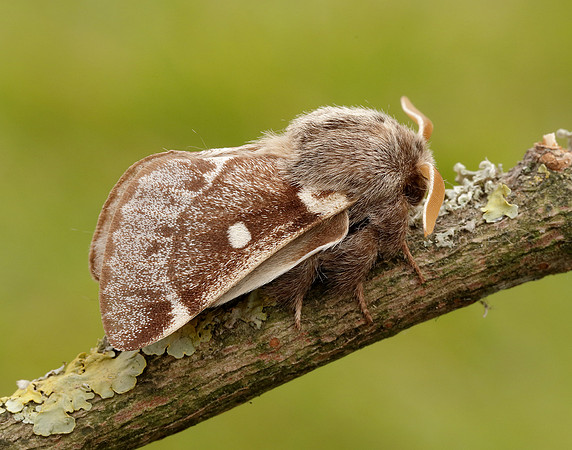 66.005 BF1633 Small Eggar Eriogaster lanestris