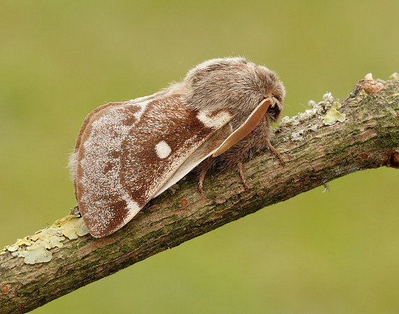 66.005 BF1633 Small Eggar Eriogaster lanestris