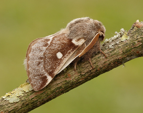 66.005 BF1633 Small Eggar Eriogaster lanestris