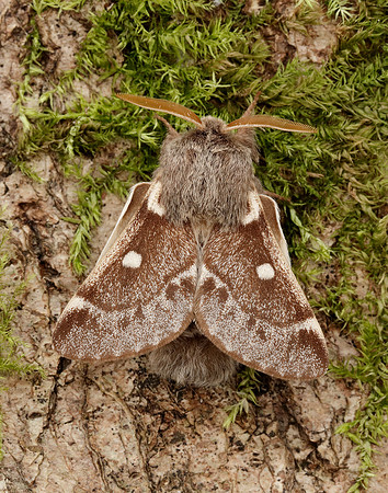 66.005 BF1633 Small Eggar Eriogaster lanestris