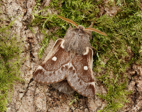 66.005 BF1633 Small Eggar Eriogaster lanestris
