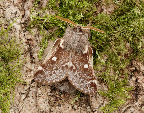 66.005 BF1633 Small Eggar Eriogaster lanestris