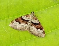 70.053 BF1722 Flame Carpet Xanthorhoe designata