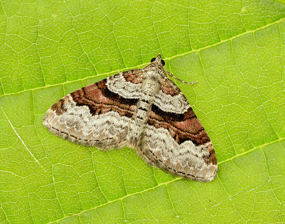 70.053 BF1722 Flame Carpet Xanthorhoe designata