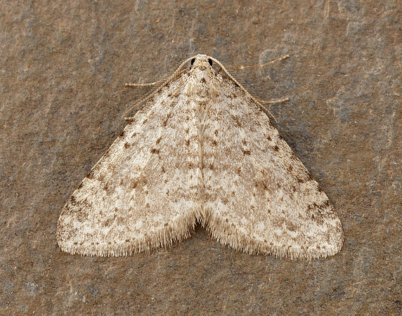 70.101 BF1775 Mottled Grey Colostygia multistrigaria