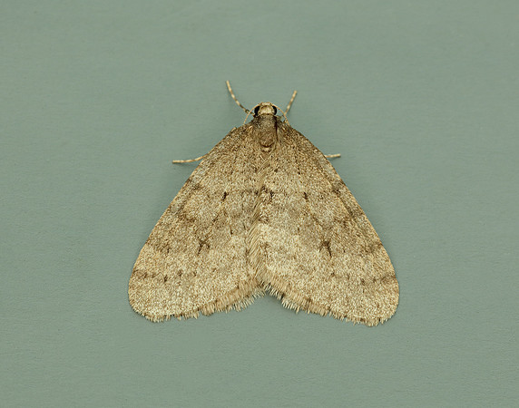 70.106 BF1799 Winter Moth Operophtera brumata