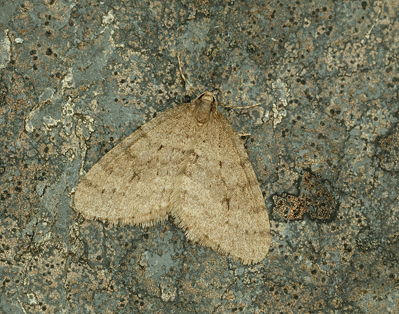 70.106 BF1799 Winter Moth Operophtera brumata