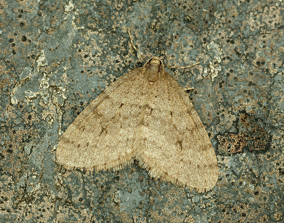 70.106 BF1799 Winter Moth Operophtera brumata