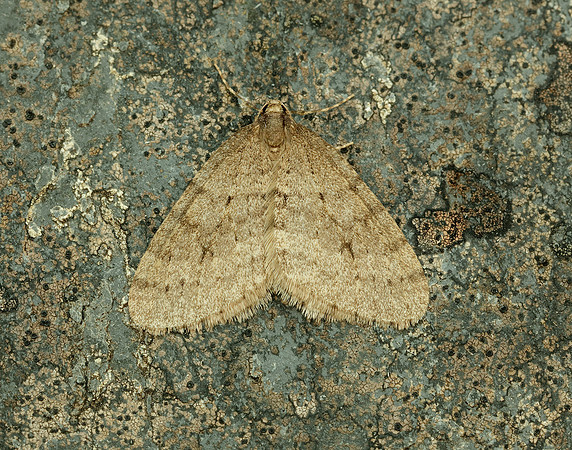 70.106 BF1799 Winter Moth Operophtera brumata