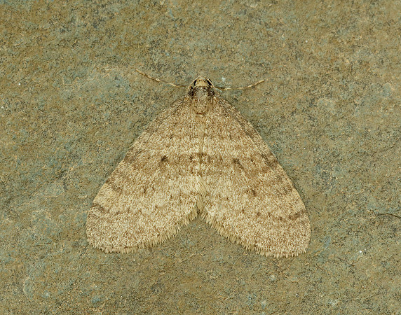 70.106 BF1799 Winter Moth Operophtera brumata