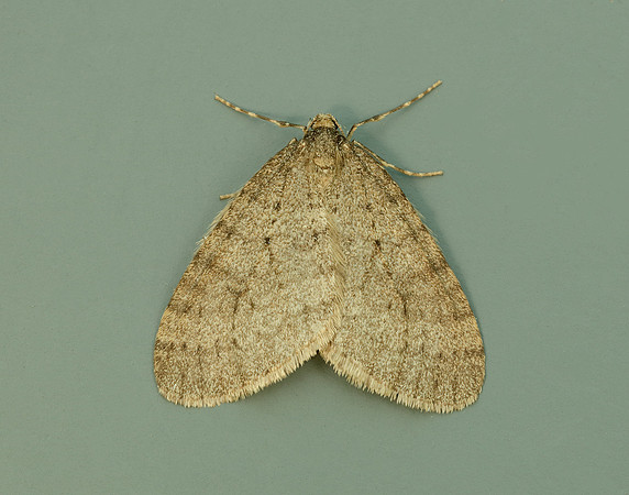 70.106 BF1799 Winter Moth Operophtera brumata