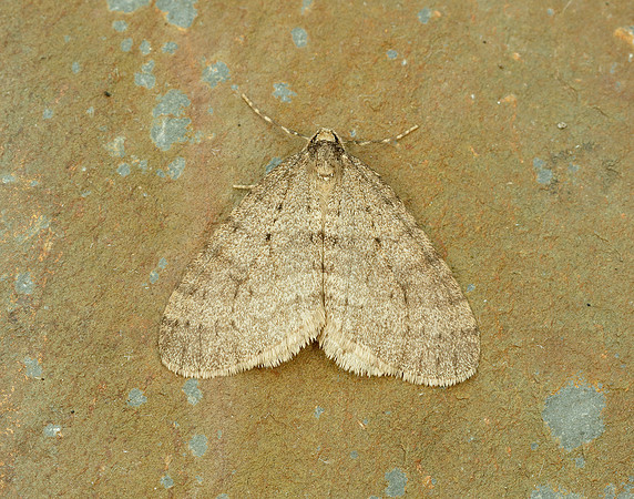 70.106 BF1799 Winter Moth Operophtera brumata