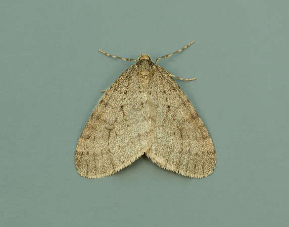 70.106 BF1799 Winter Moth Operophtera brumata