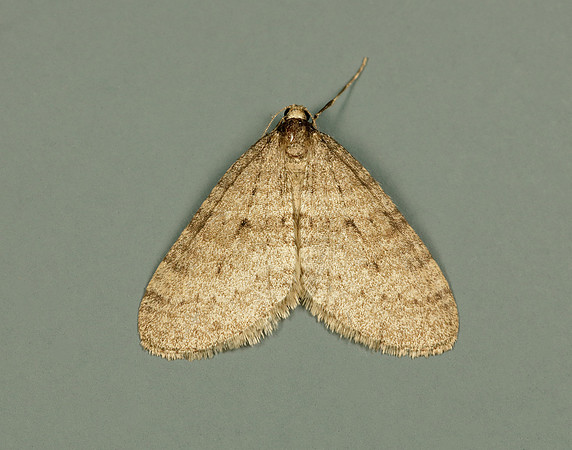 70.106 BF1799 Winter Moth Operophtera brumata