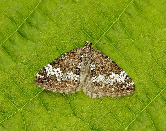 70.133 BF1803 Small Rivulet Perizoma alchemillata