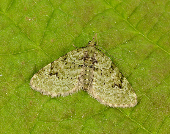 70.142 BF1858  V-Pug Chloroclystis v-ata