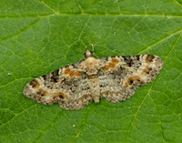 70.151 BF1817 Foxglove Pug Eupithecia pulchellata