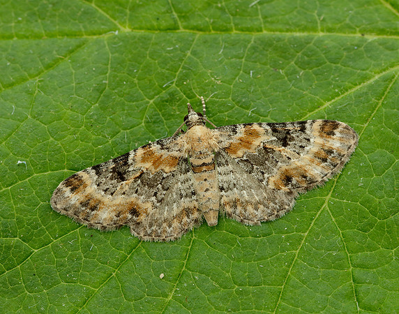 70.151 BF1817 Foxglove Pug Eupithecia pulchellata