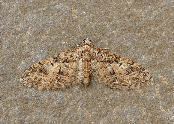 70.156 BF1852 Brindled Pug Eupithecia abbreviata