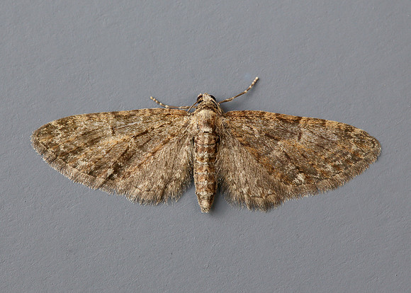 70.156 BF1852 Brindled Pug Eupithecia abbreviata