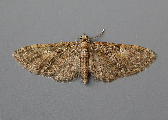 70.156 BF1852 Brindled Pug Eupithecia abbreviata