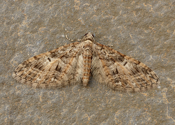 70.156 BF1852 Brindled Pug Eupithecia abbreviata