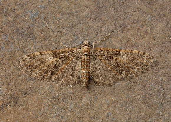 70.156 BF1852 Brindled Pug Eupithecia abbreviata