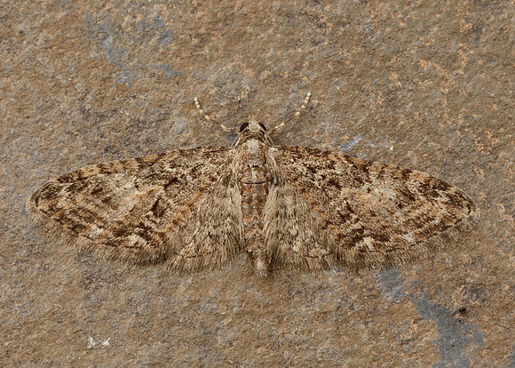 70.156 BF1852 Brindled Pug Eupithecia abbreviata