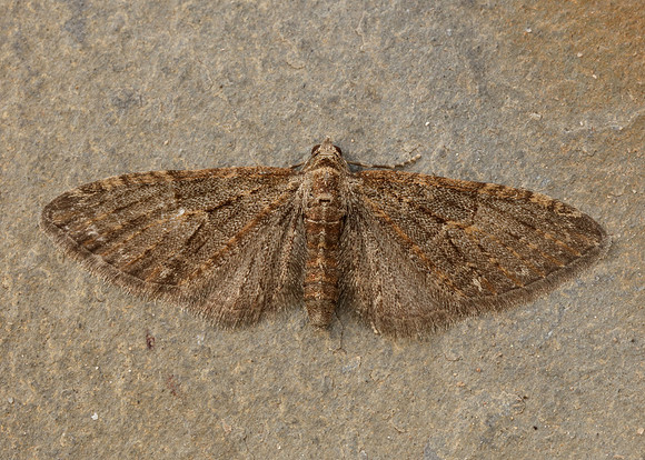 70.156 BF1852 Brindled Pug Eupithecia abbreviata