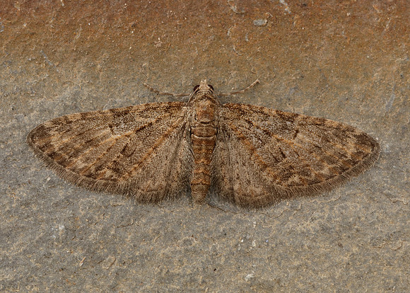 70.156 BF1852 Brindled Pug Eupithecia abbreviata