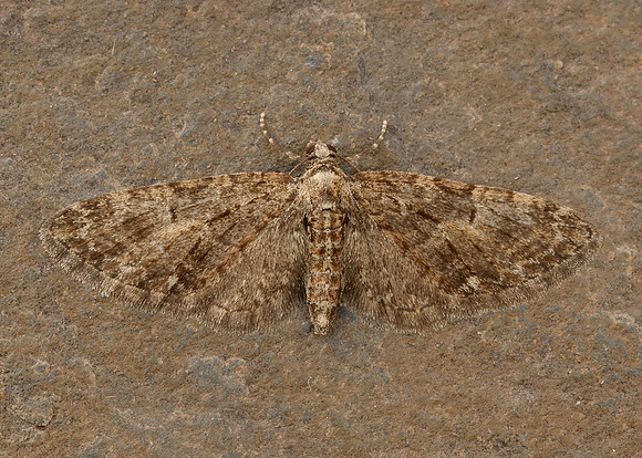 70.156 BF1852 Brindled Pug Eupithecia abbreviata