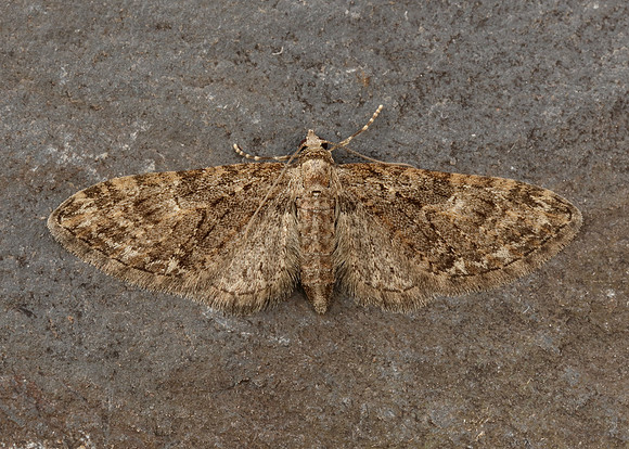 70.156 BF1852 Brindled Pug Eupithecia abbreviata
