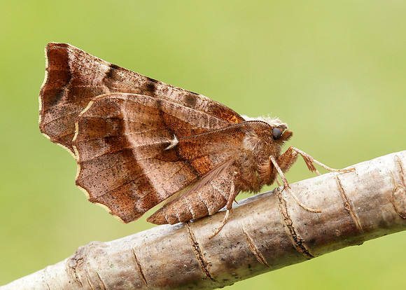 70.237 BF1917 Early Thorn Selenia dentaria