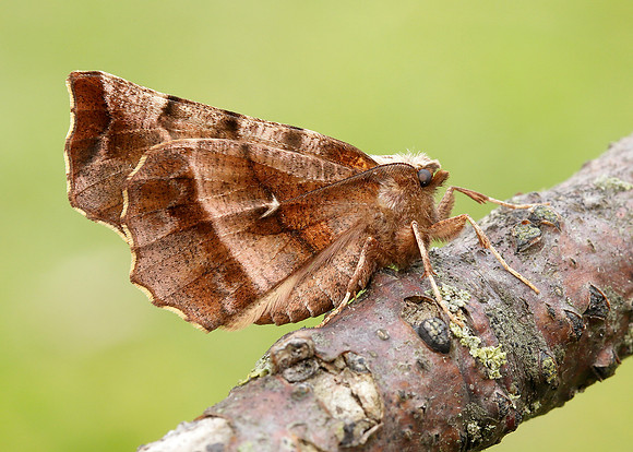 70.237 BF1917 Early Thorn Selenia dentaria