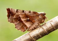 70.237 BF1917 Early Thorn Selenia dentaria