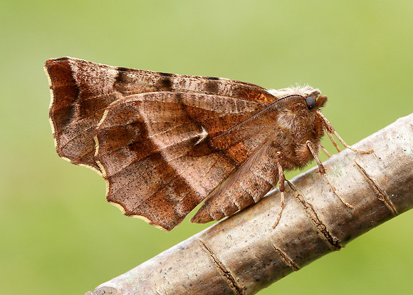 70.237 BF1917 Early Thorn Selenia dentaria